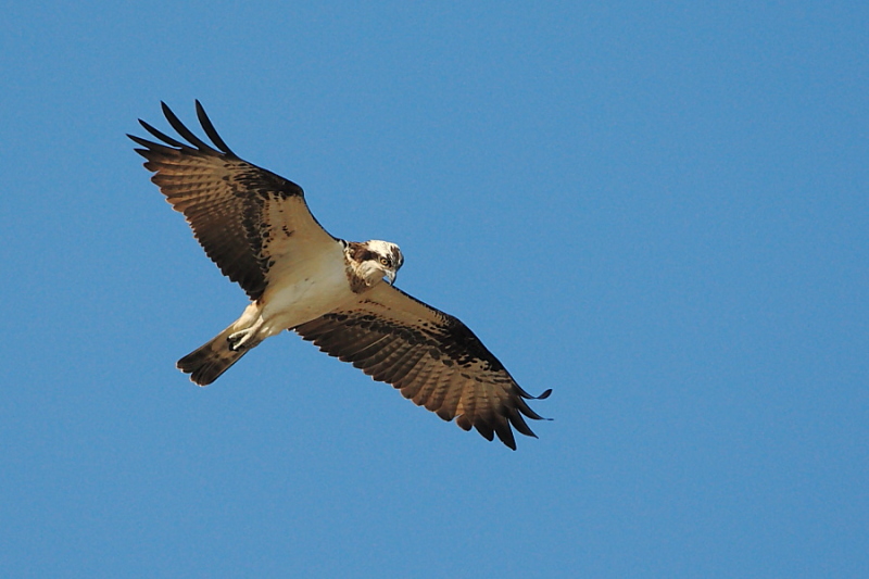 Falco pescatore